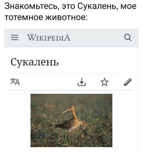 Знакомьтесь это Сукалень мое тотемное животное Х1к1РЕшА Сукалень А фъё