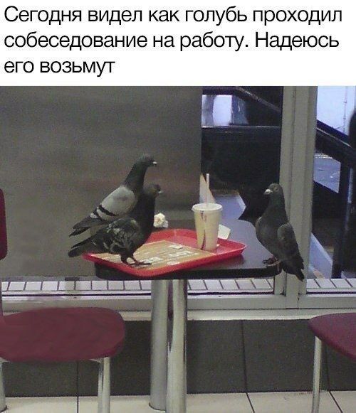 Сегодня видел как голубь проходил собеседование на работу Надеюсь его возьмут гппн и пцч _ __ __ _