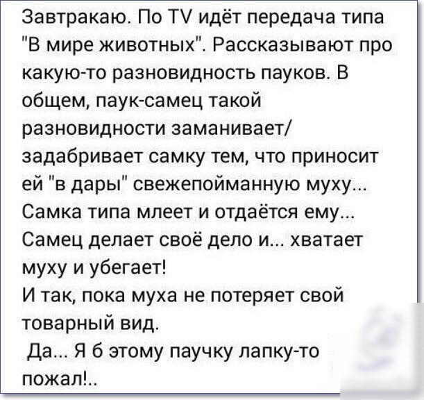 Завтракаю По Т идёт передача типа В мире животных Рассказывают про какую то разновидность пауков В общем пауксамец такой разновидности заманивает задабривает самку тем что приносит ей в дары свежепойманную муху Самка типа млеет и отдаётся ему Самец делает своё дело и хватает муху и убегает И так пока муха не потеряет свой товарный вид Да Я б этому паучку лапкуто пожал