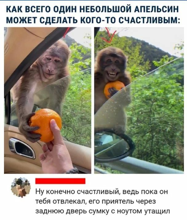 КАК ВСЕГО ОДИН НЕБОЛЬШОЙ АПЕЛЬСИН МОЖЕТ СДЕЛАТЬ КОГОТО СЧАСТЛИВЫМ Ну конечно счастливый ведь пока он тебя отвлекал его приятель через заднюю дверь сумку ноутом утащил