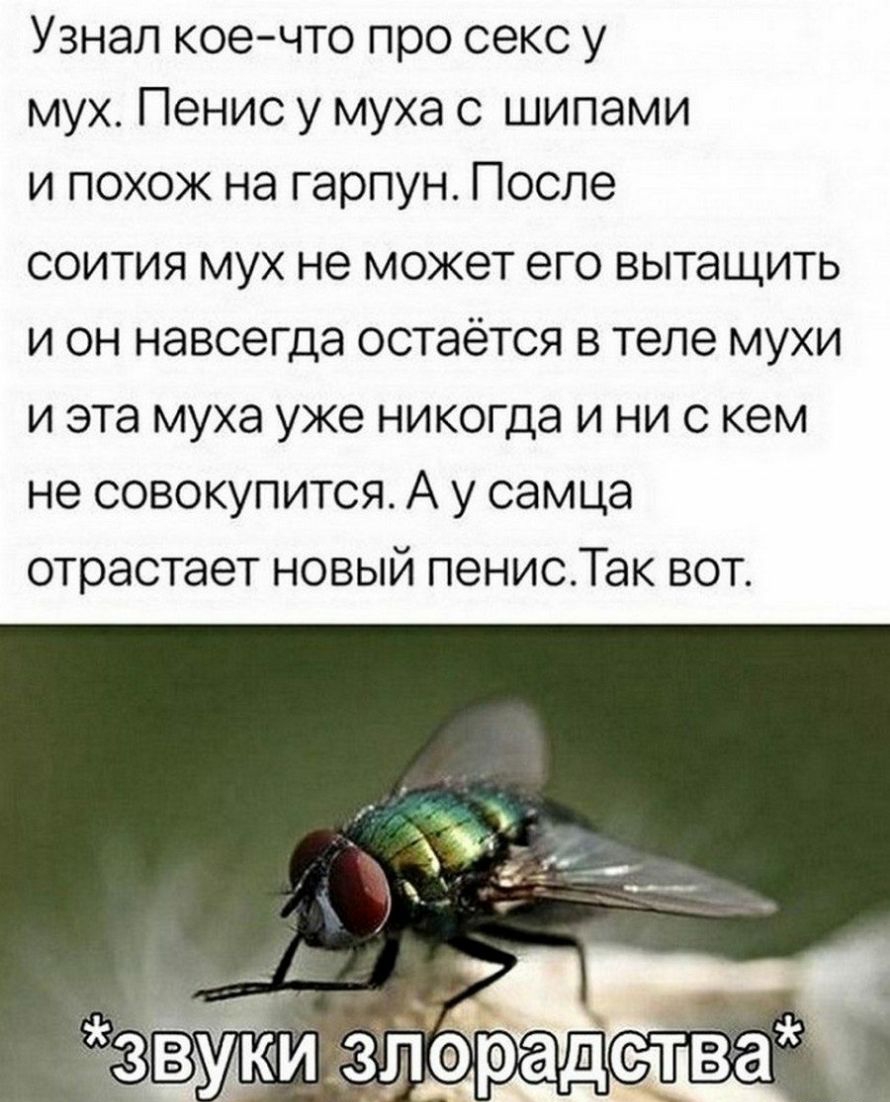 Узнал коечто про секс у мух Пенис у муха с шипами и похож на гарпун После соития мух не может его вытащить и он навсегда остаётся в теле мухи и эта муха уже никогда и ни с кем не совокупится А у самца отрастает новый пенисТак вот