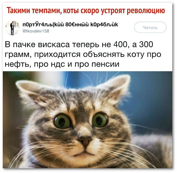 _ Ё пОртЁг4гьькй1 ЗОЕннБій К0р4бпд1к моушеизз В пачке вискаса теперь не 400 а 300 грамм приходится объяснять коту про нефть про ндс и про пенсии
