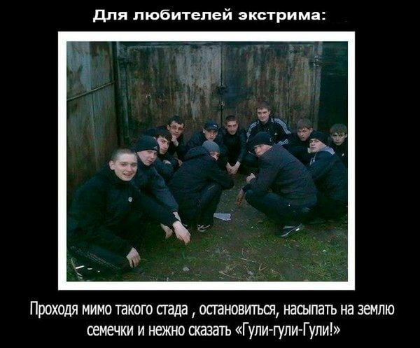 для любителей экстрима Проходя мимо такого стада остановипъш насыпать на землю семечки и нежно сказать Гупитули Гули