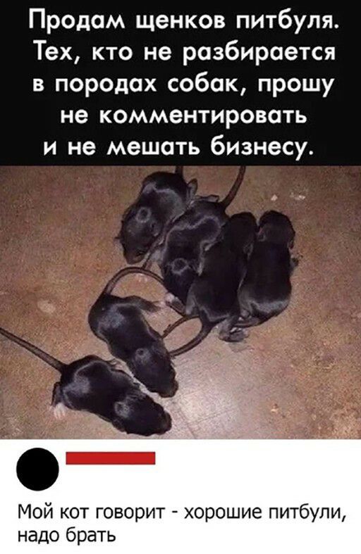 Продам щенков питбуля Тех кто не разбирается в породах собак прошу не комментировать и не мешать бизнесу Мой кот говорит хорошие питбули надо брать