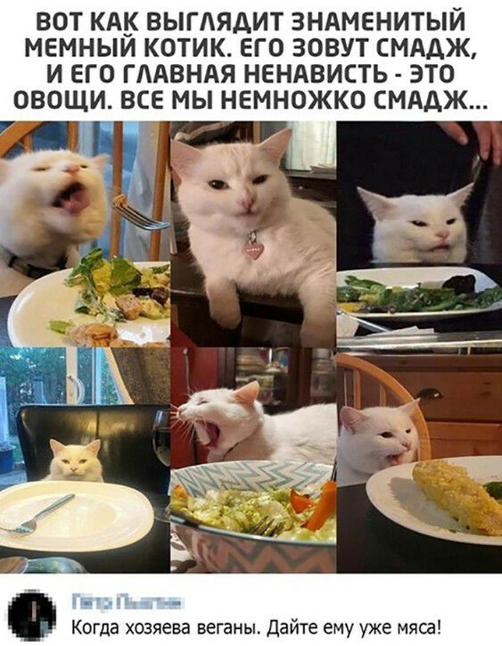 ВОТ КАК ВЫГАЯДИТ ЗНАМЕНИТЫИ МЕМНЫИ КОТИК ЕГО ЗОВУТ СМАДЖ И ЕГО ГЛАВНАЯ НЕНАВИСТЬ ЭТО ОВОЩИ ВСЕ МЫ НЕМНОЖКО СМАДЖ