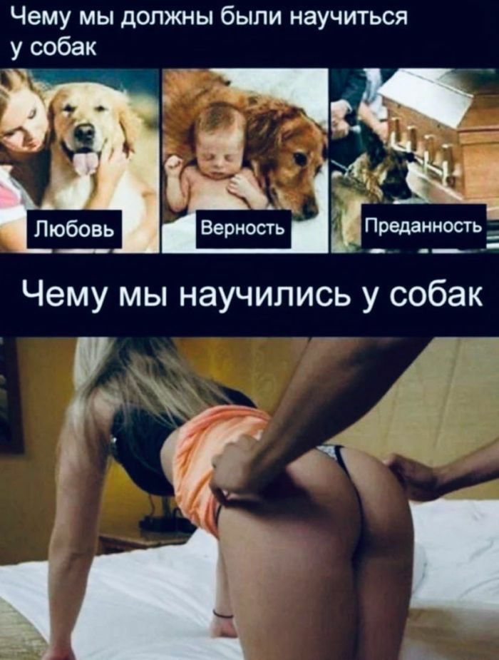 Чему мы должны были научиться у собак