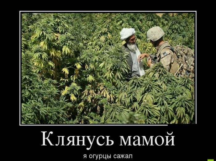 й я огурцы сажал Клянусь маМО