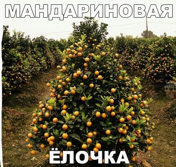 ПШШЁПДА Ё ЁлочкА