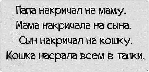 Папа накрицап на маму Мама накричапа на сына Сын накрицап на кошку Кошка насрапа всем в тапки