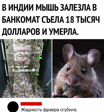 В ИНДИИ МЫШЬ ЗАЛЕЗЛА В БАНКОМАТ СЬЕЛА 18 ТЫСЯЧ ДОЛЛАРОВ И УМЕРЛА