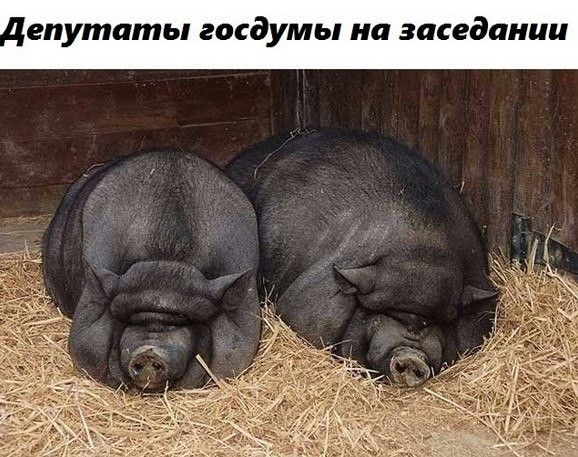 спутать госдумы на заседании