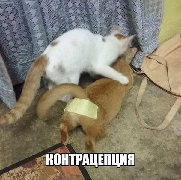 ноншцёЁ ин