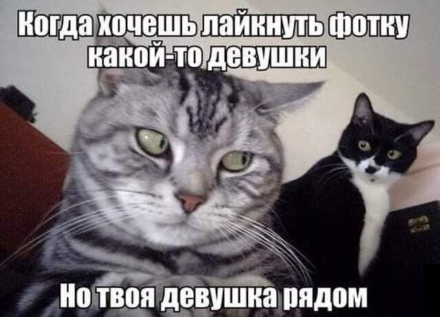 п _Нцтвоя девушнашпдом