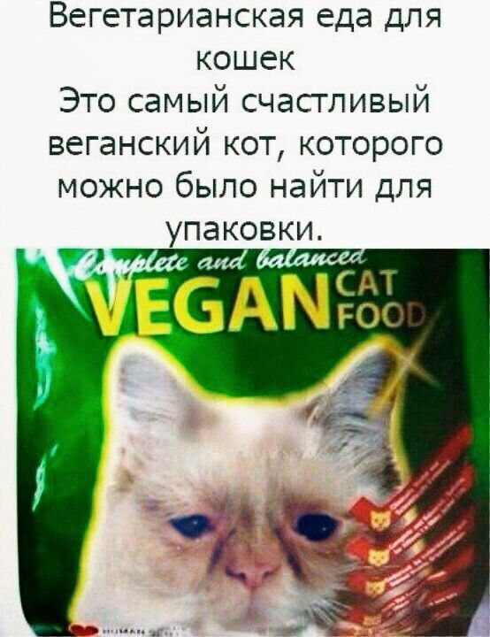 Вегетарианская еда для кошек Это самый счастливый веганский кот которого можно было найти для упаковки