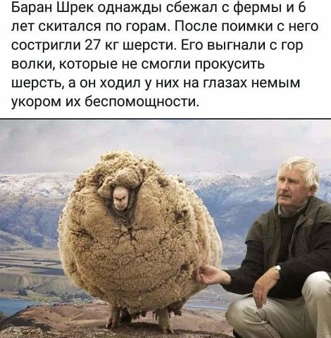 Баран Шрек однажды сбежал фермы и 6 лет скитался по горам После поимки с него состригпи 27 кг шерсти Его выгнали с гор волки которые не смогли прокусить шерсть а он ходил у них на глазах немым укором их беспомощности