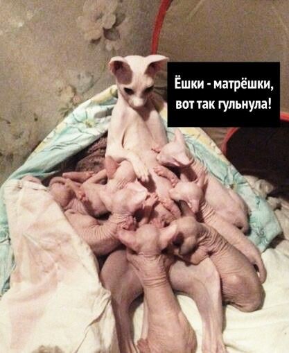 Ёшки матрёшки вот так гульиула