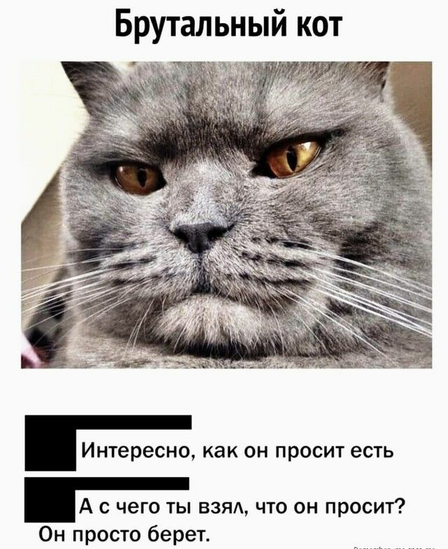 Брутальный кот и м 1 Интересно как он просит есть А с чего ты взм что он просит Он просто берет