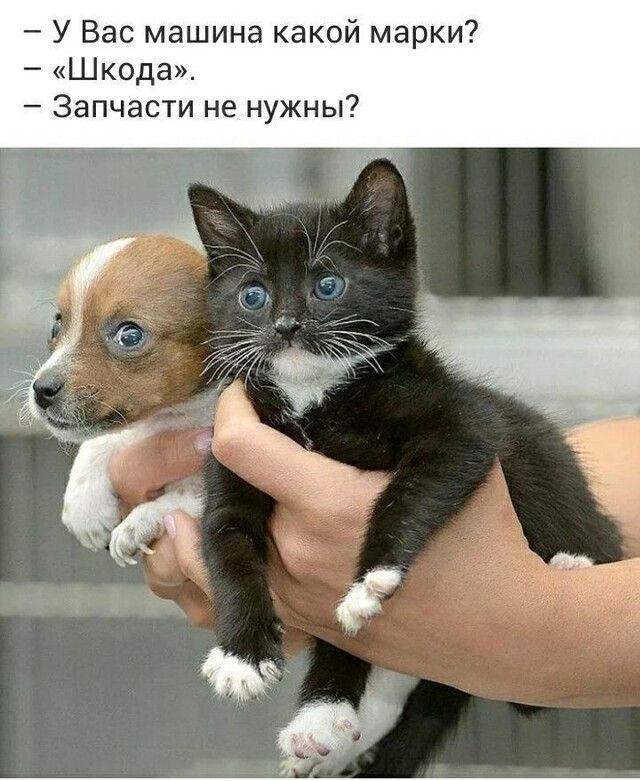 У Вас машина какой марки Шкода Запчасти не нужны