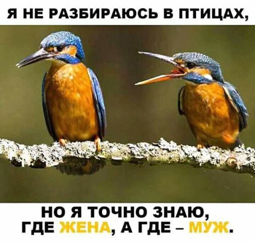 Я НЕ РАЗБИРАЮСЬ ПТИЦАХ НО Я ТОЧНО ЗНАЮ ГДЕ ЖЕНА А ГДЕ муж