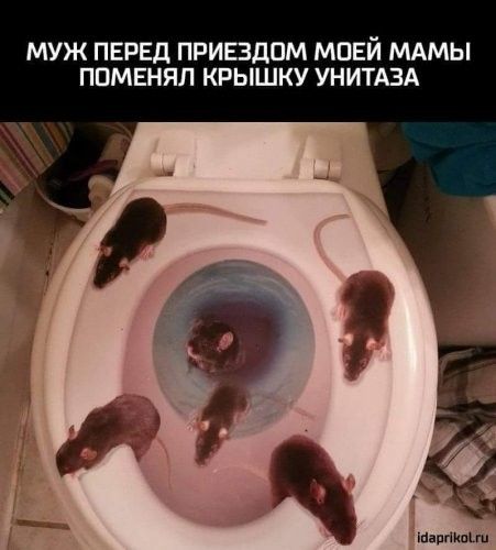 МУЖ ПЕРЕД ПРИЕЗДПМ МПЕЙ МАМЫ ППМЕНЯЛ КРЫШКУ УНИТАЗА казантип