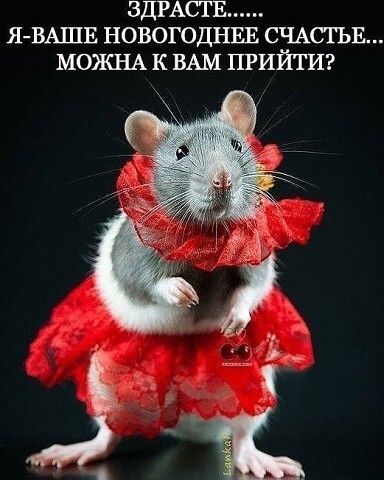 ЗДРАСТЕ Я ВАШЕ НОВОГОДНЕЕ СЧАСТЬЕ МОЖНА к ВАМ ПРИЙТИ
