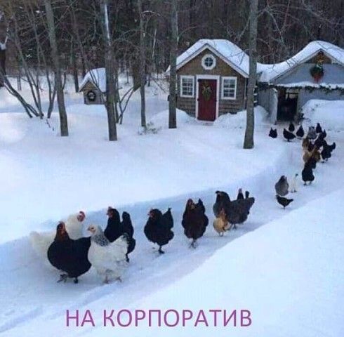 гіА КОРПОРАТИВ