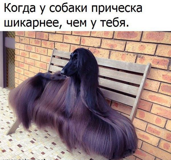Когда у собаки прическа шикарнее чем у тебя