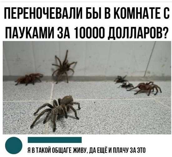 ПЕРЕНОЧЕВАЛИ БЫ В КПМНАТЕС ПАУКАМИ ЗА 10000 ДОЛЛАРОВ ЛВ ТАКПЙ ПБЩАГЕ ЖИВУ ЦА ЕЩЁ И ПЛдЧУ ЗА ЗТП