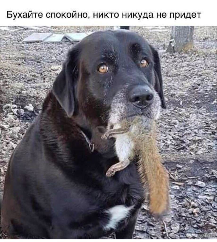 Бухайте СПО НИКТО никуда не придет