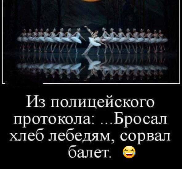 Из полицейского протокола Бросал хлеб лебедям сорвал балет
