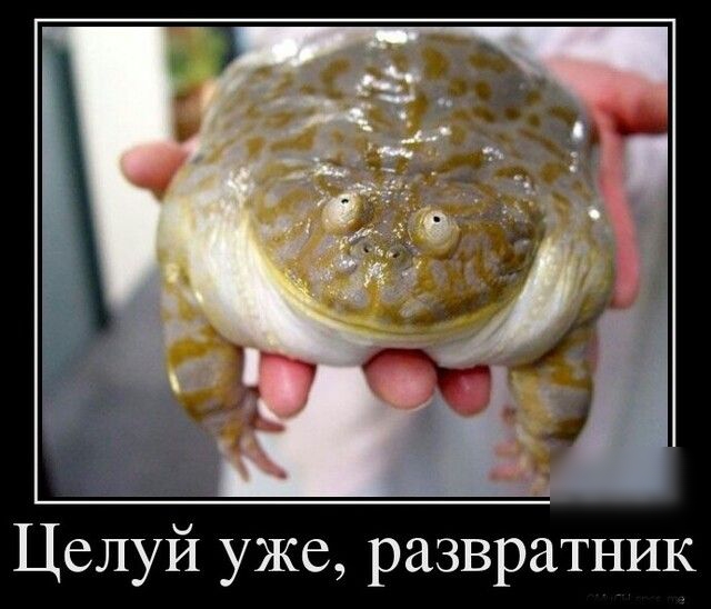 Целуй уже развратник