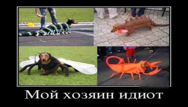 Мой хозяин ИДИОТ