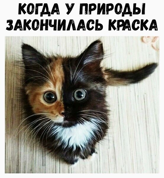 КОГ АА У ПРИРОДЫ ЗАКОНЧИААСЬ КРАСКА