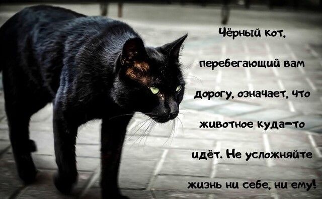 Чёрный кот