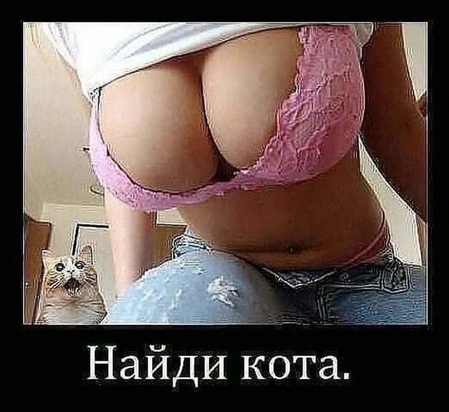 Найди кота