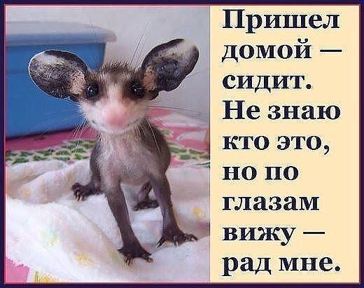 Причел домои сидит Не знаю кто это но по _ глазам 4 вижу рад мне