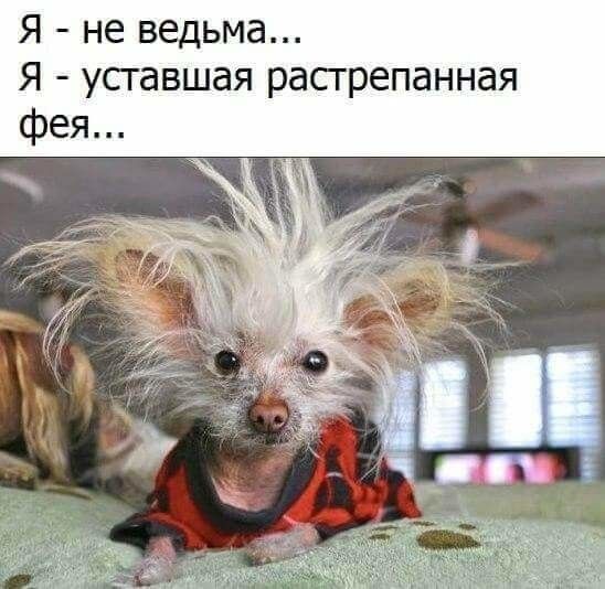 Я не ведьма Я усгавшая расгрепанная фея