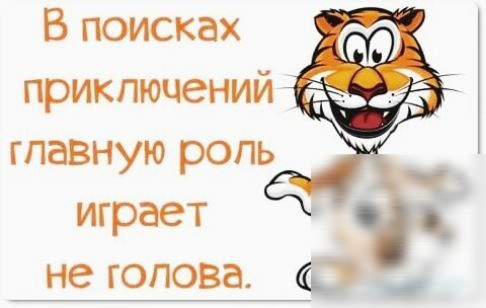 В поисках приключений главную роль играет не голова в