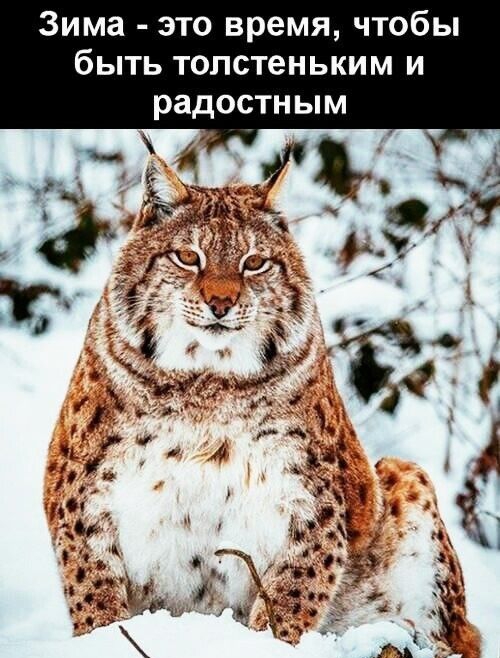 Зима это время чтобы быть толстеньким и радостным