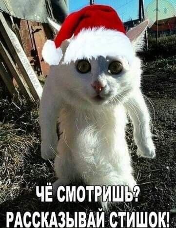 чвсмотгфшьд_ РАССКАЗЫВАИ стишош