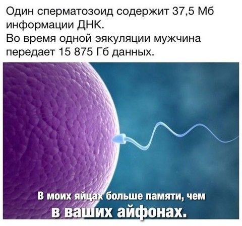 Один сперматозоид содержит 375 Мб информации ДНК Во время одной эякуляции мужчина передает 15 875 Гб данных больше памяти чем в ва и их айионах