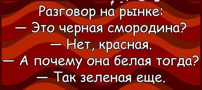 Разговор на рынке Это черная смородина Нет красная А почему она белая тогда Так зеленая еще