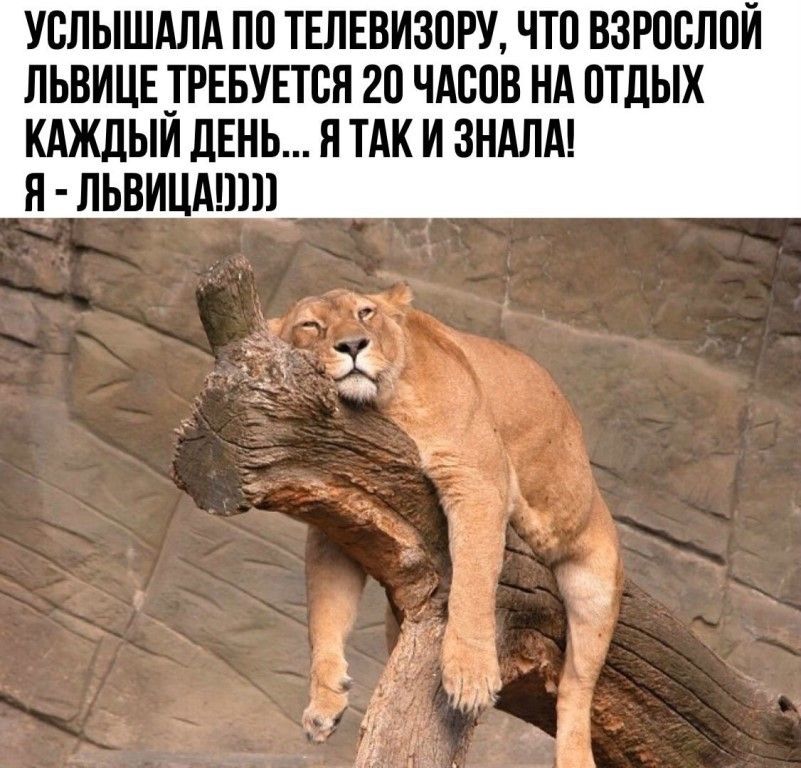 УВЛЫШАЛА ПП ТЕЛЕВИ30РУ ЧТО ВЗРВСЛОЙ ЛЬВИЦЕ ТРЕБУЕТСЯ 20 ЧАТЮВ НА ОТДЫХ КАЖДЫИ ДЕНЬ Я ТАК И ЗНАЛА Я ЛЬВИЦАШП