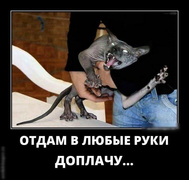 отдАм в лювыв руки доплдчу