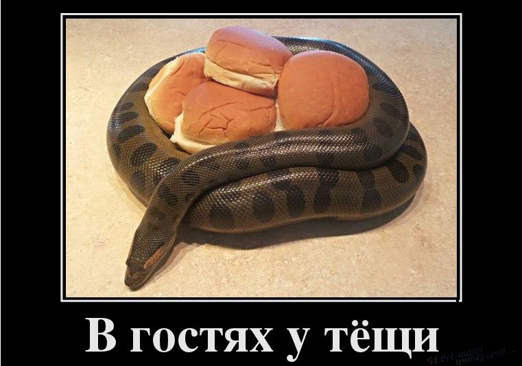 В гостях у тёщи