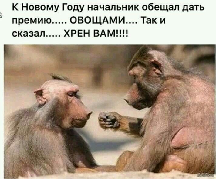 К Новому Году начальник обещал дать премию ОВОЩАМИ Так и сказал ХРЕН ВАМ