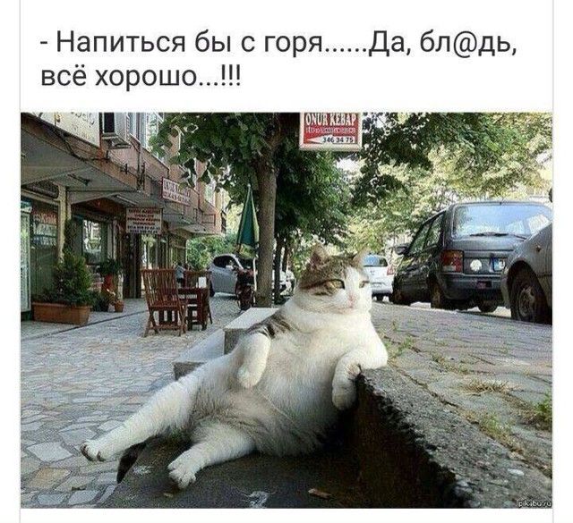 Напиться бы с горя Да блдь всё хорошо