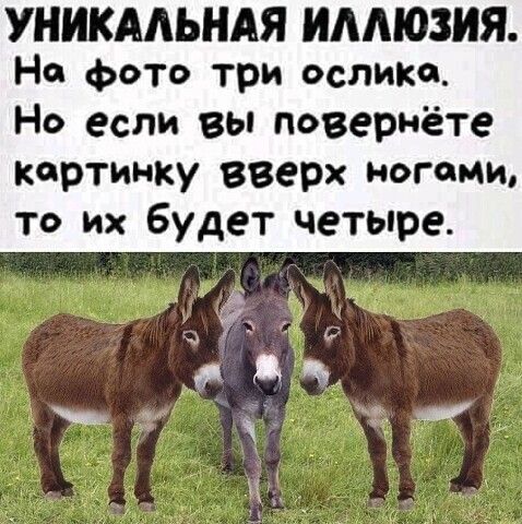 УНИКАЛЬНАЯ имюзия На фото три селюка Но если вы повернёте картинку вверх ногами то их будет четыре