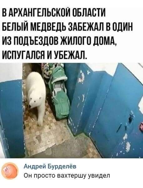 В АРХАНГЕЛЬСКИЙ ОБЛАСТИ БЕЛЫЙ МЕДВЕДЬ ЗАБЕЖАЛ В ОДИН ИЗ ППДЪЕЗДПВ ЖИЛПГП ДОМА ИБПУГАЛСН И УБЕЖАЛ Ё Андрей Бурдепёв Он просто вахтершу увидел