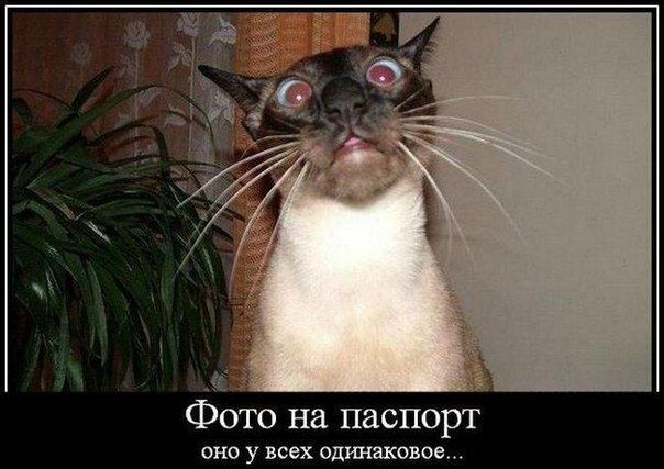 Фото на паспор ОНО у всех штатное
